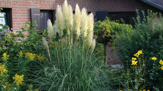 Cortaderia selloana